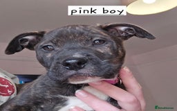 Mixed Breed dogs for sale: Bullmastiff x staff puppies - Image 4