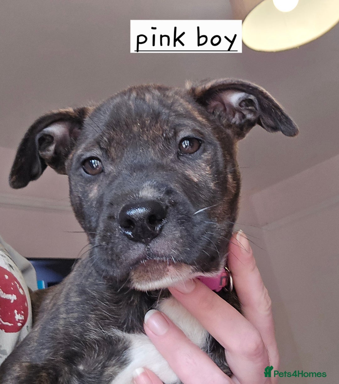 Mixed Breed dogs for sale: Bullmastiff x staff puppies - Image 4