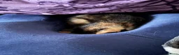 Mixed Breed cats for sale: 4 Beautiful, healthy kittens in Southend-on-Sea - Advert 7