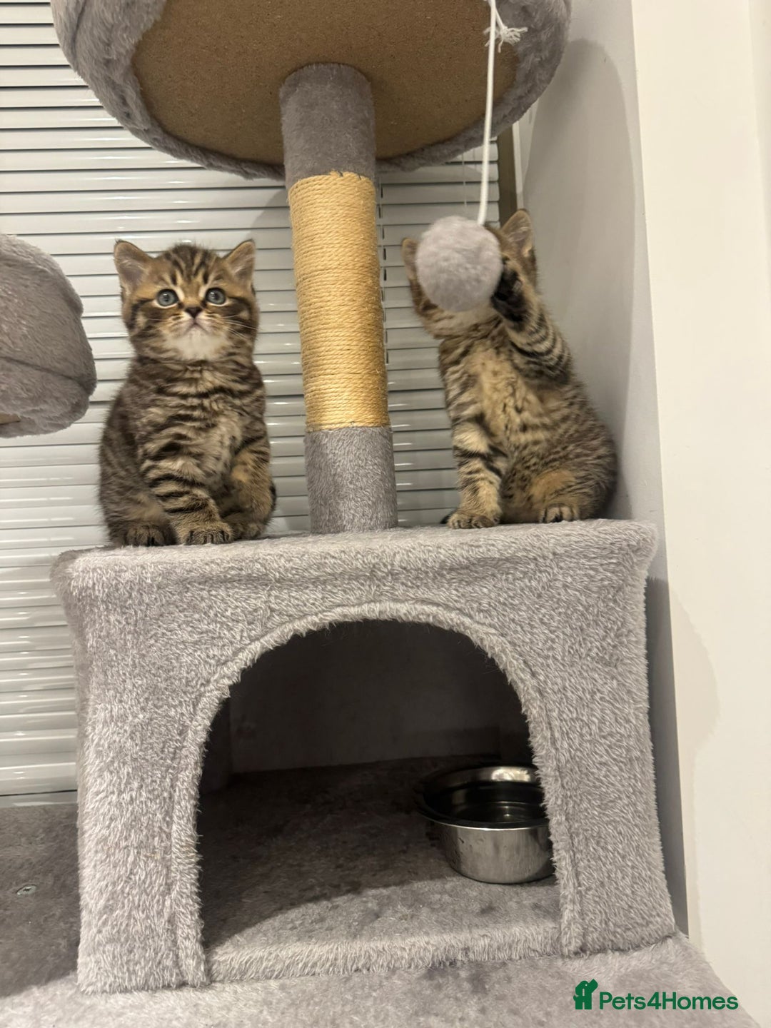 British Shorthair cats for sale: Adorable British Shorthair Male Kittens for Sale. - Advert 17