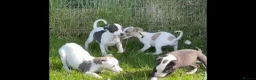 Whippet dogs for sale: Whippet puppy’s  in Beaworthy - Advert 4