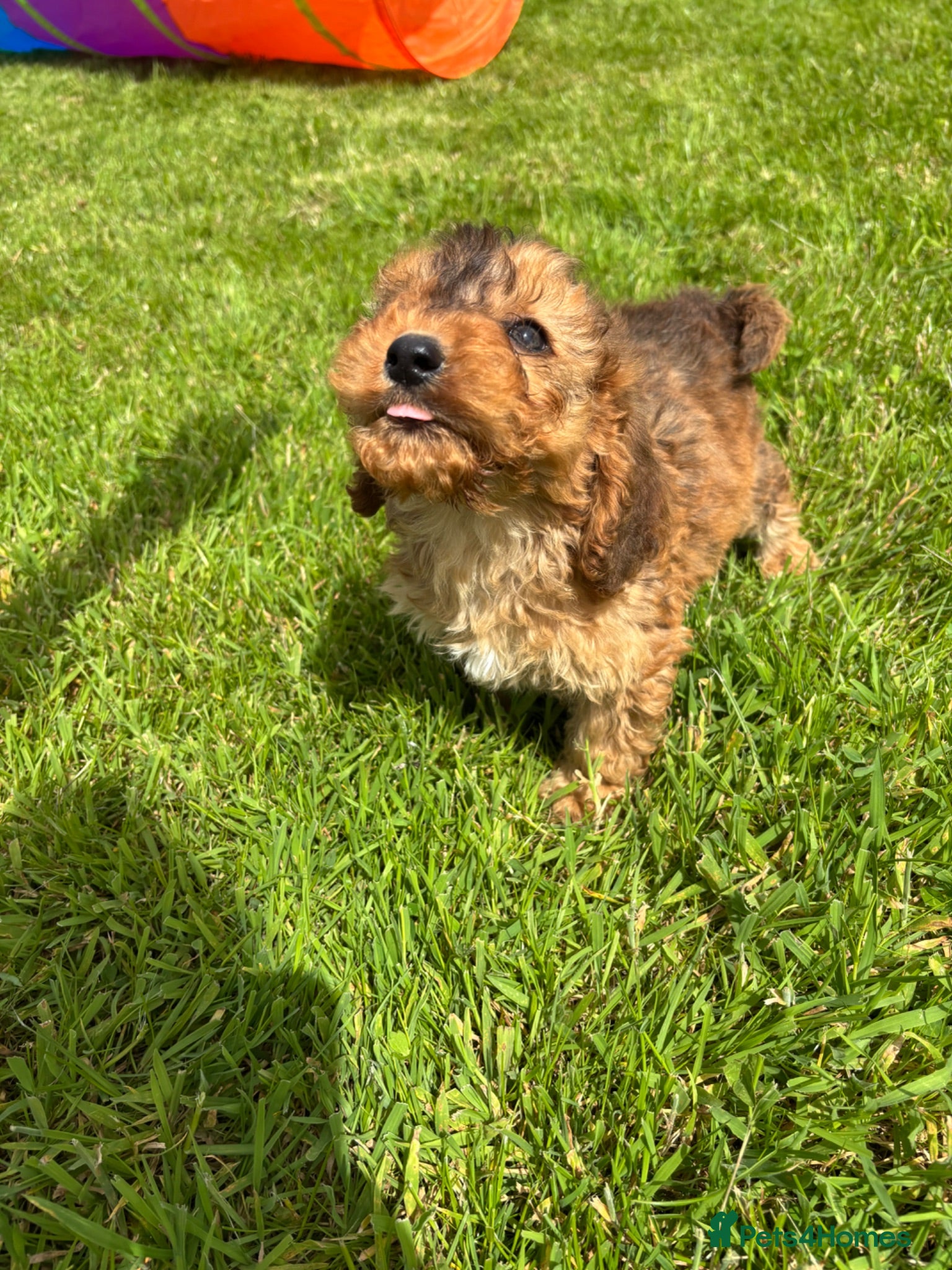 Cockapoo dogs Beautiful F1 cockerpoo puppies  - Advert 1