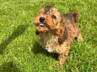 Cockapoo dogs Beautiful F1 cockerpoo puppies - Advert 1