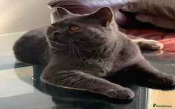 British Shorthair cats for stud: Stunning PEDIGREE GCCF Reg British Blue For Stud in Grays - Image 1