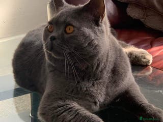 British Shorthair cats Stunning PEDIGREE GCCF Reg British Blue For Stud in Grays - Advert 6