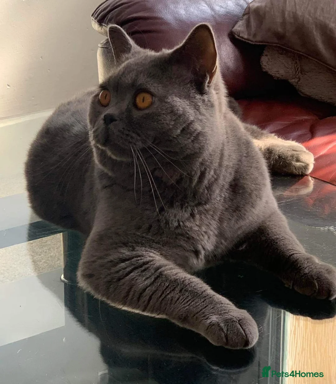 British Shorthair cats for stud: Stunning PEDIGREE GCCF Reg British Blue For Stud in Grays - Advert 1