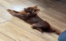 Chihuahua dogs for stud: KC registered russian blood line Chihuahua Stud in Stourbridge - Image 5