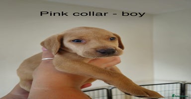 Mixed Breed dogs - Advert 1