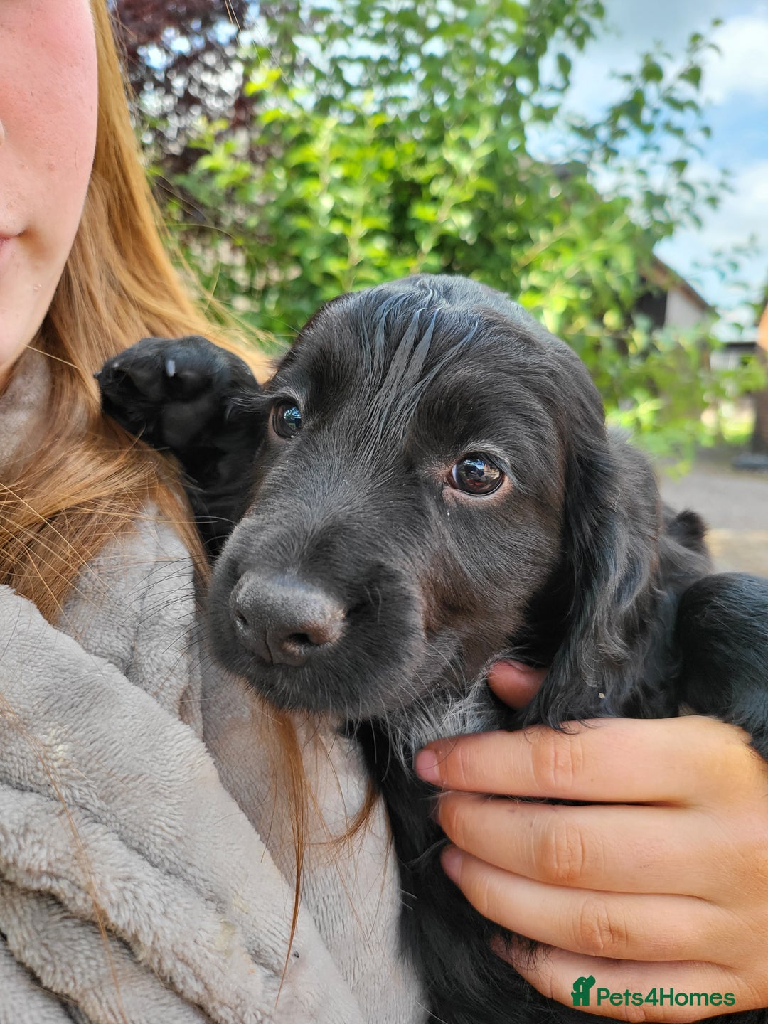 Cocker Spaniel dogs for sale: Beautiful Working Cocker Puppies - Image 8