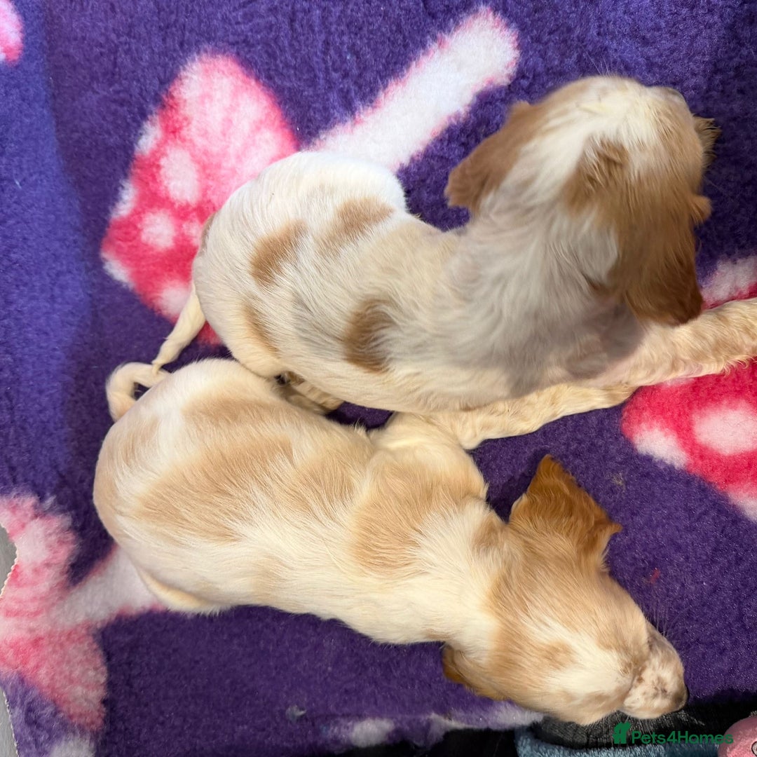 Cocker Spaniel dogs for sale: Stunning cocker spaniel pups  - Advert 31