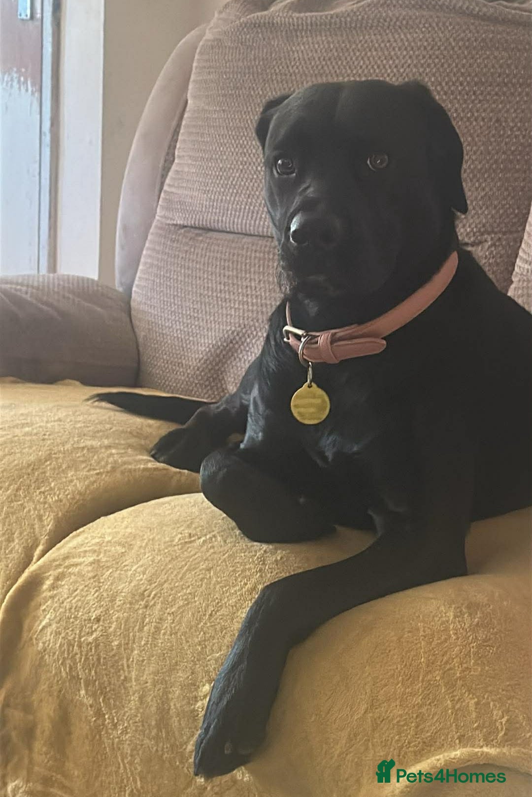 Mixed Breed dogs for sale: FREE 2 year old female mastador  - Advert 2