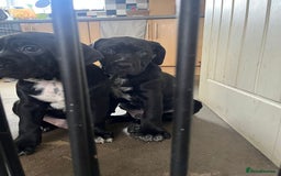 Mixed Breed dogs for sale: Cane corso X Dalmatian - Corsomatian  - Image 7