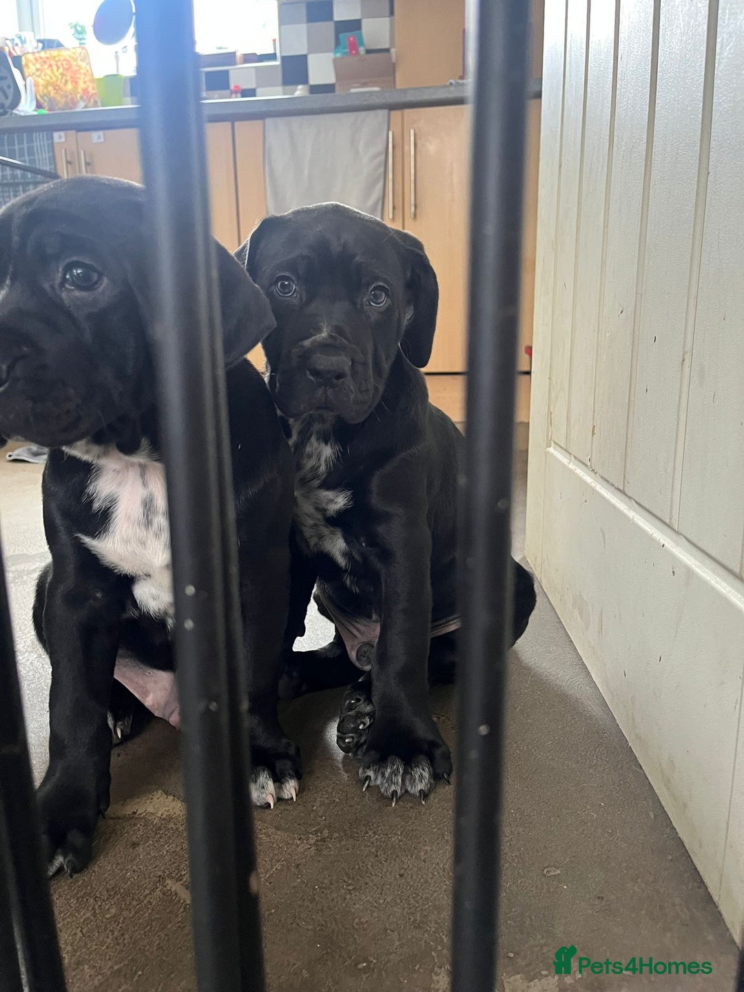 Mixed Breed dogs for sale: Cane corso X Dalmatian - Corsomatian  - Image 7
