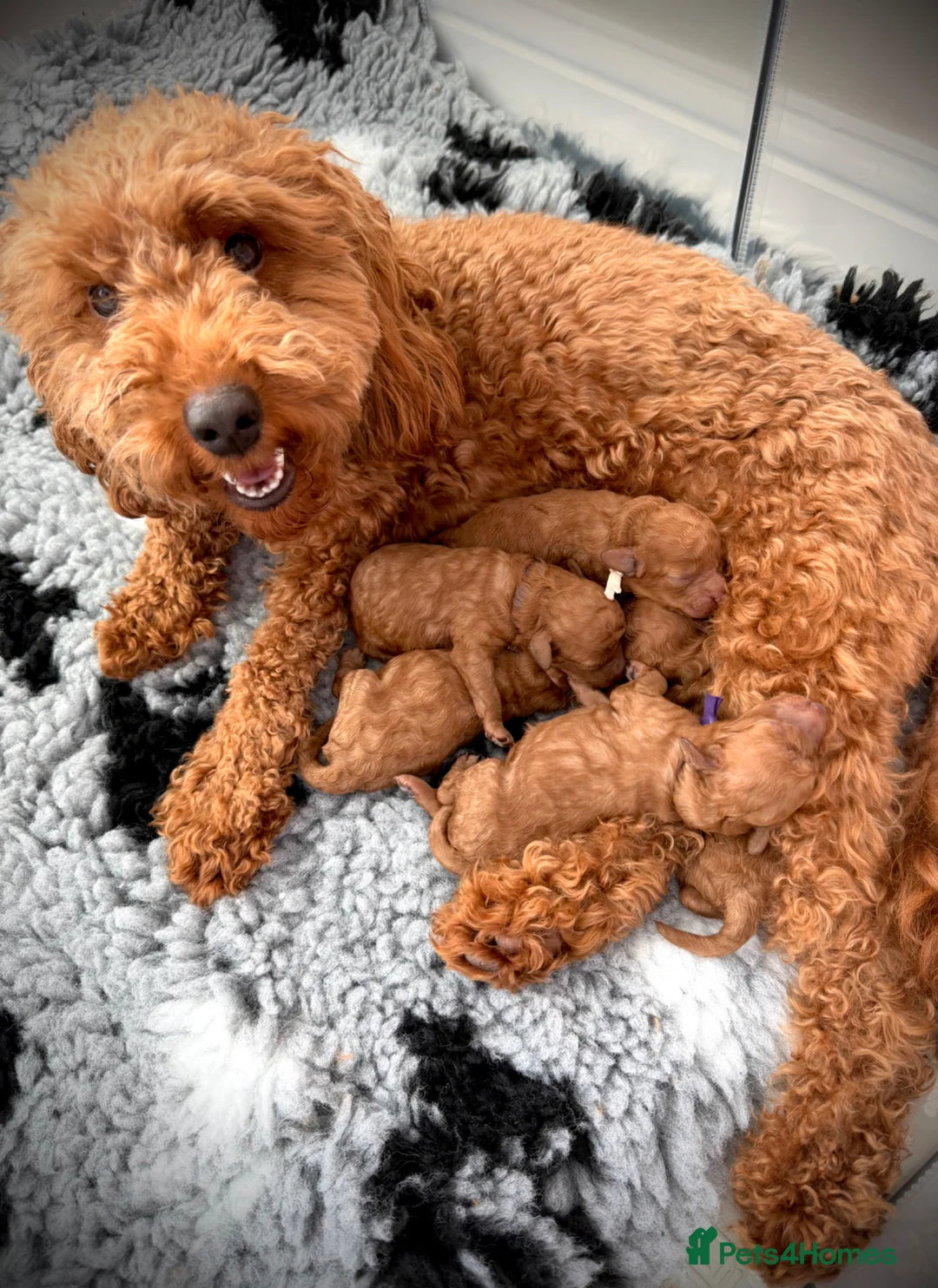 Cockapoo dogs for sale: Red Toy Cockapoo’s - Advert 2