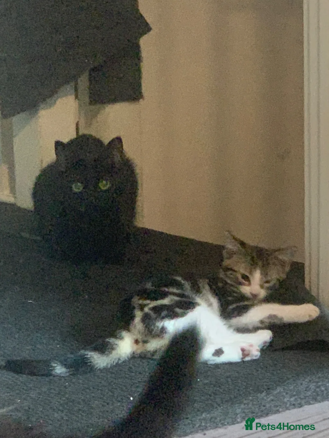 Mixed Breed cats for sale: 5 beautiful kittens ready now  - Advert 5