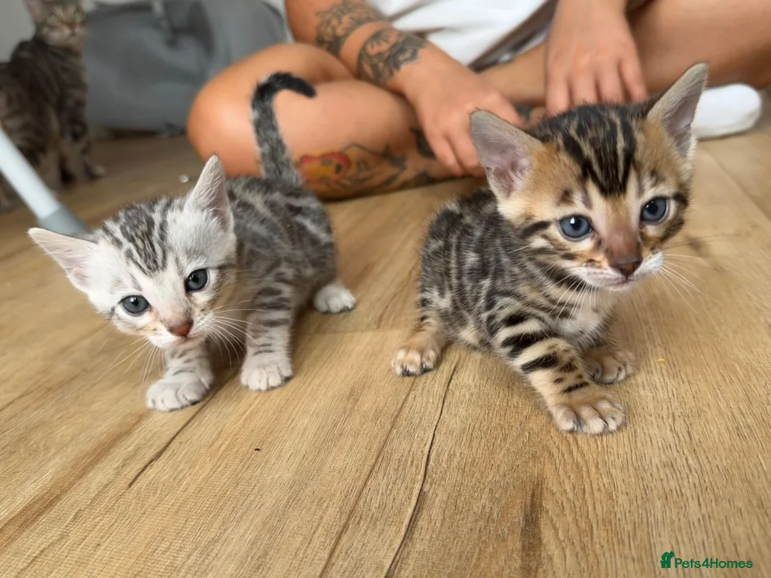 Bengal cats for sale: TICA registered pure bred Bengal kittens - Advert 2