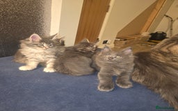 Maine Coon cats for sale: Maine Coon kittens  - Advert 10