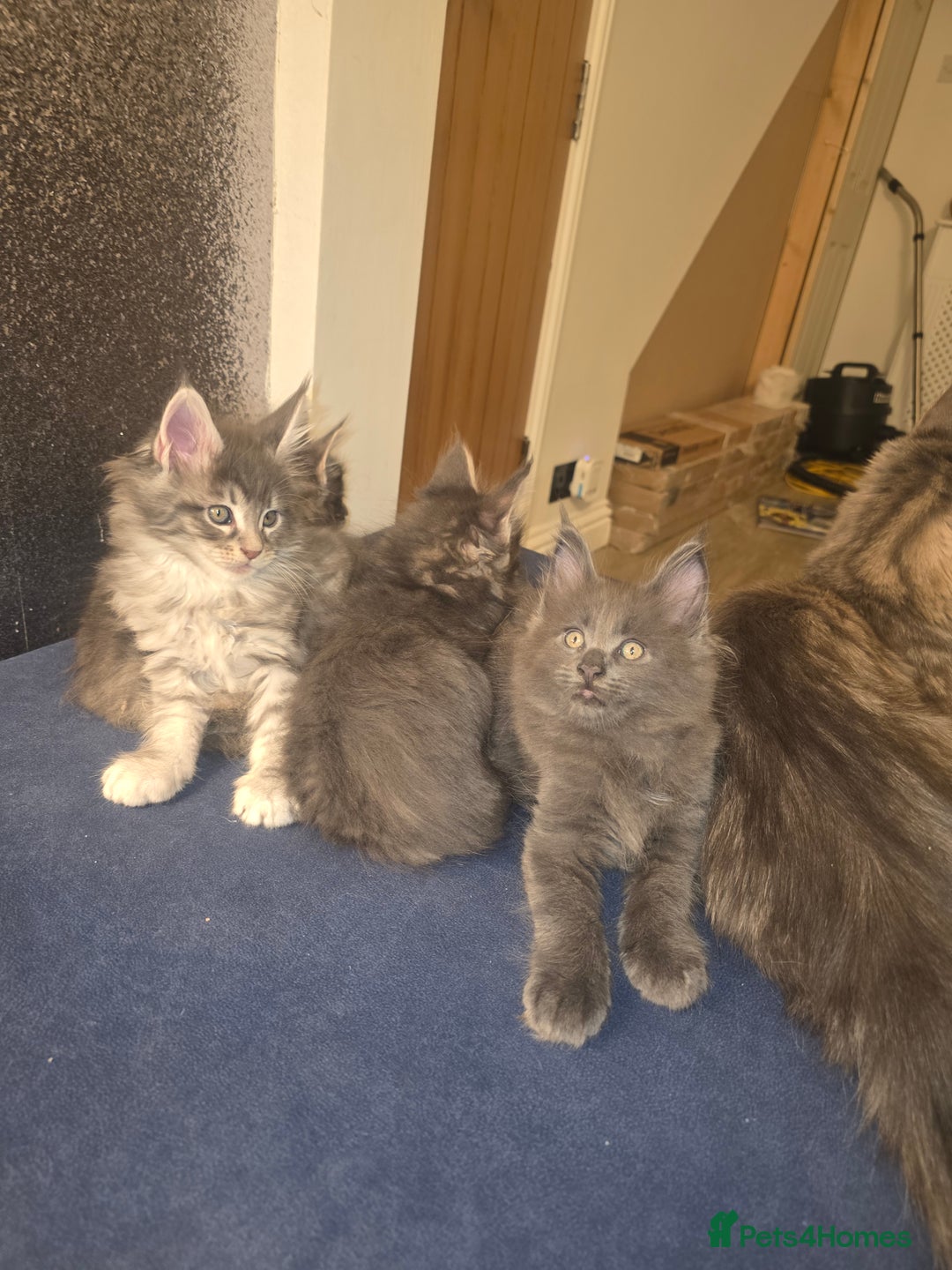 Maine Coon cats for sale: Maine Coon kittens  - Advert 10