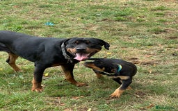 Rottweiler dogs for sale: Healthy Rottweiler puppies ready now  - Image 28