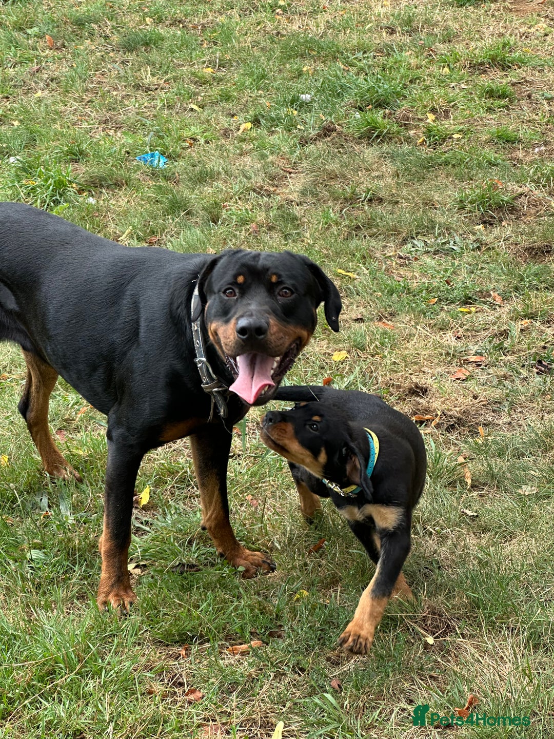 Rottweiler dogs for sale: Healthy Rottweiler puppies ready now  - Image 28