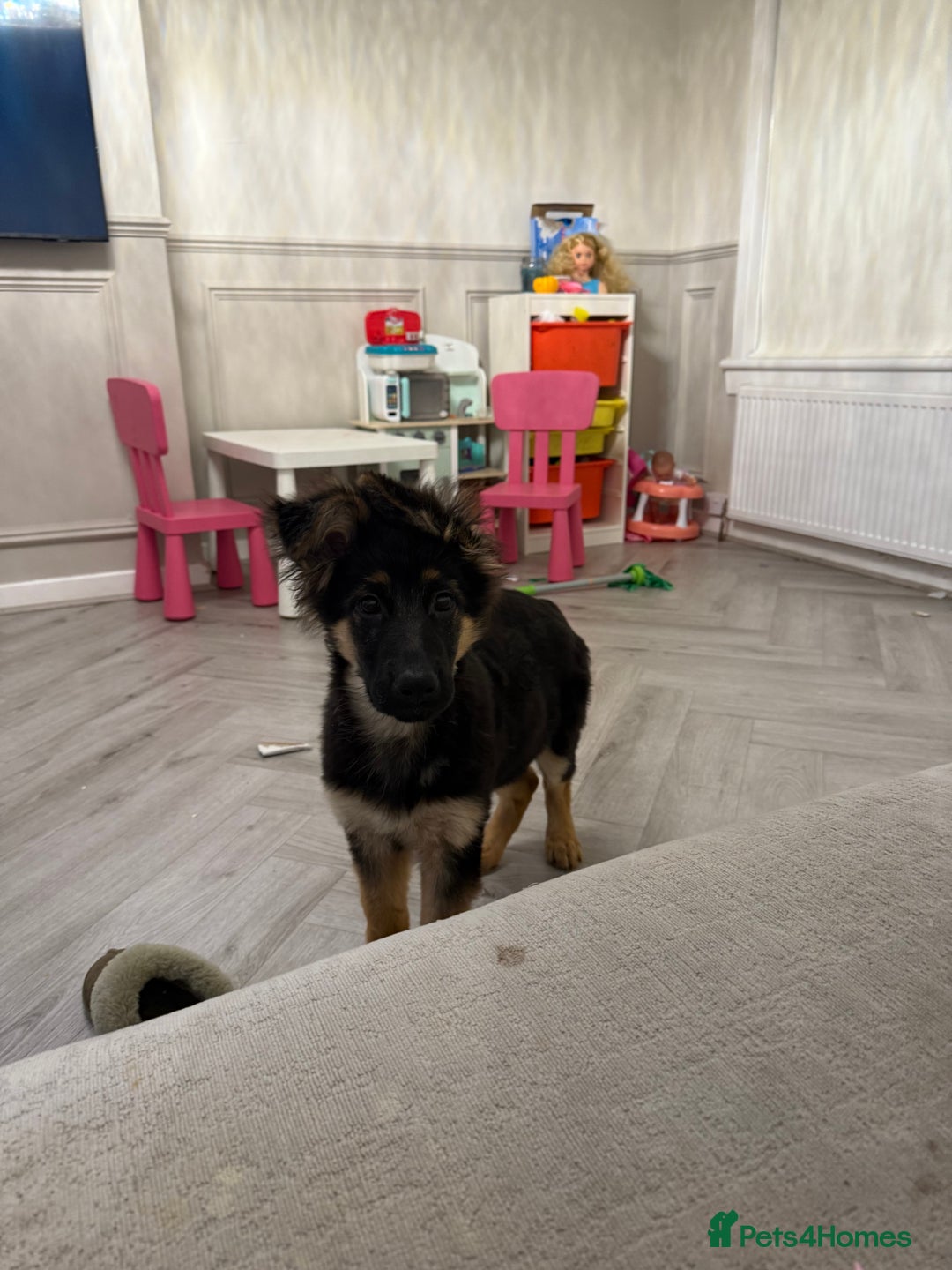German Shepherd dogs for sale: 💔 Loving Home Wanted  – 4-Month-Old GS Puppy 💔 - Advert 9