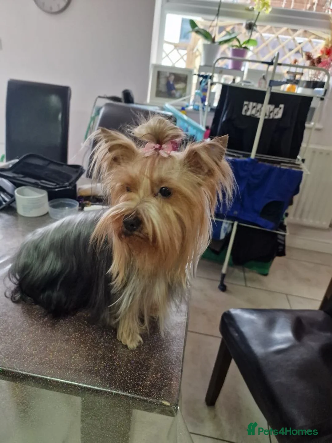 Yorkshire Terrier dogs for sale: For sale miniature Yorkshire terrier  - Advert 15