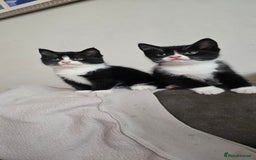 Mixed Breed cats for sale: 4 fluffy kittens for sale - Image 6