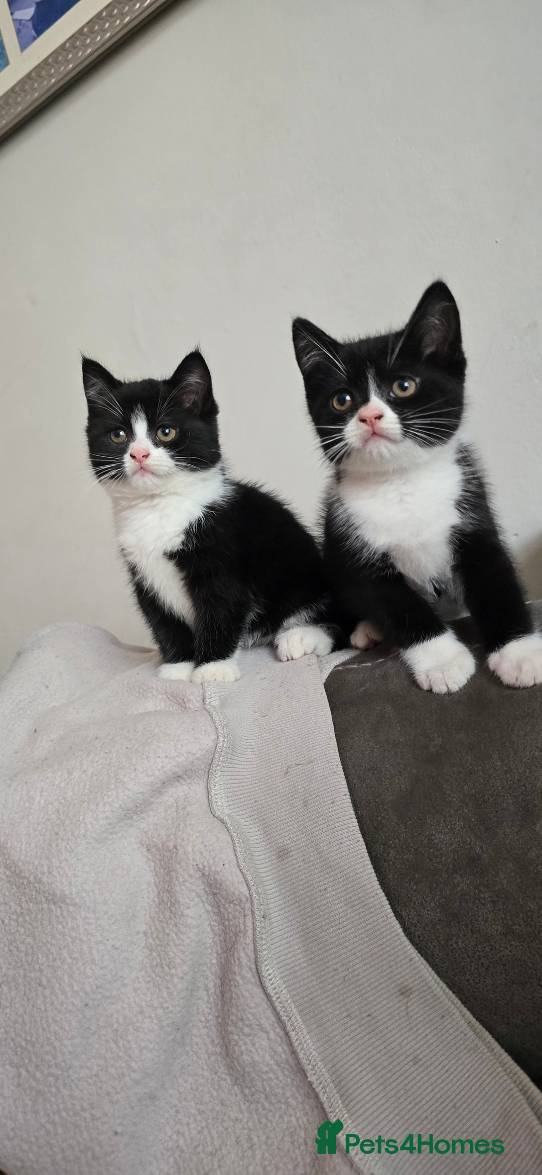 Mixed Breed cats for sale: 4 fluffy kittens for sale - Image 6