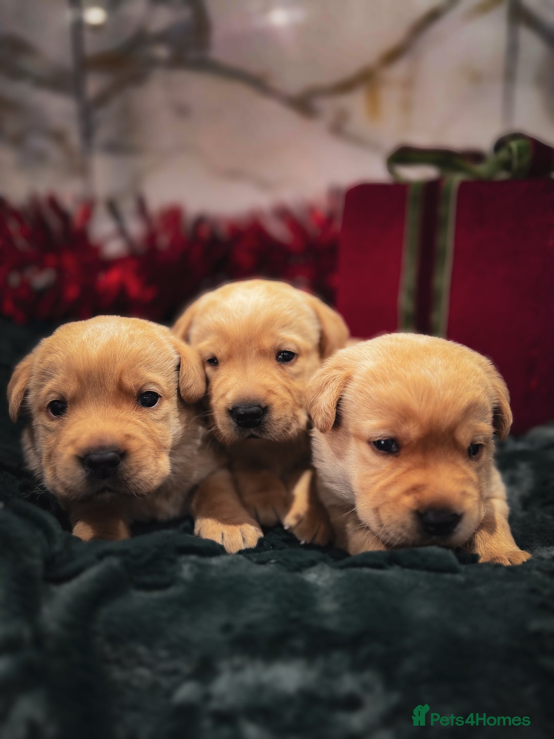 Labrador Retriever dogs for sale: Gorgeous Half Show KC Labrador Retriever Puppies - Advert 9