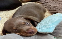 Miniature Dachshund dogs for sale: Mini Smooth Choc/Dapple & Choc/Tan Dachshund Pups - Image 7