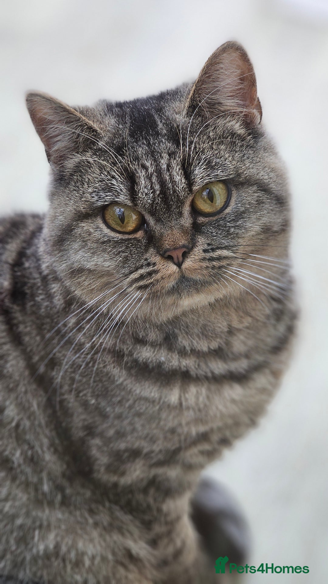 British Shorthair cats for sale: Beautiful Pure British Shorthair Golden Tabby Cat - Advert 1