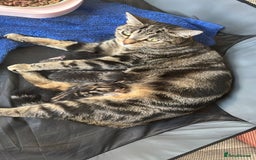 Bengal cats for sale: Gorgeous kittens for sale  - Image 2