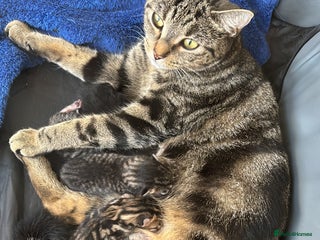 Mixed Breed cats - Advert 28