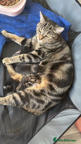 Mixed Breed cats - Advert 6