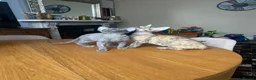 Devon Rex cats for sale: Our beautiful Devon Rex kittens are ready to move  - Advert 23