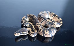 Python Snake reptiles for sale: Amazing baby ball pythons - Advert 35