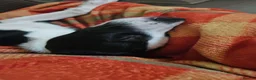 Border Collie dogs for sale: Border collie - Advert 3