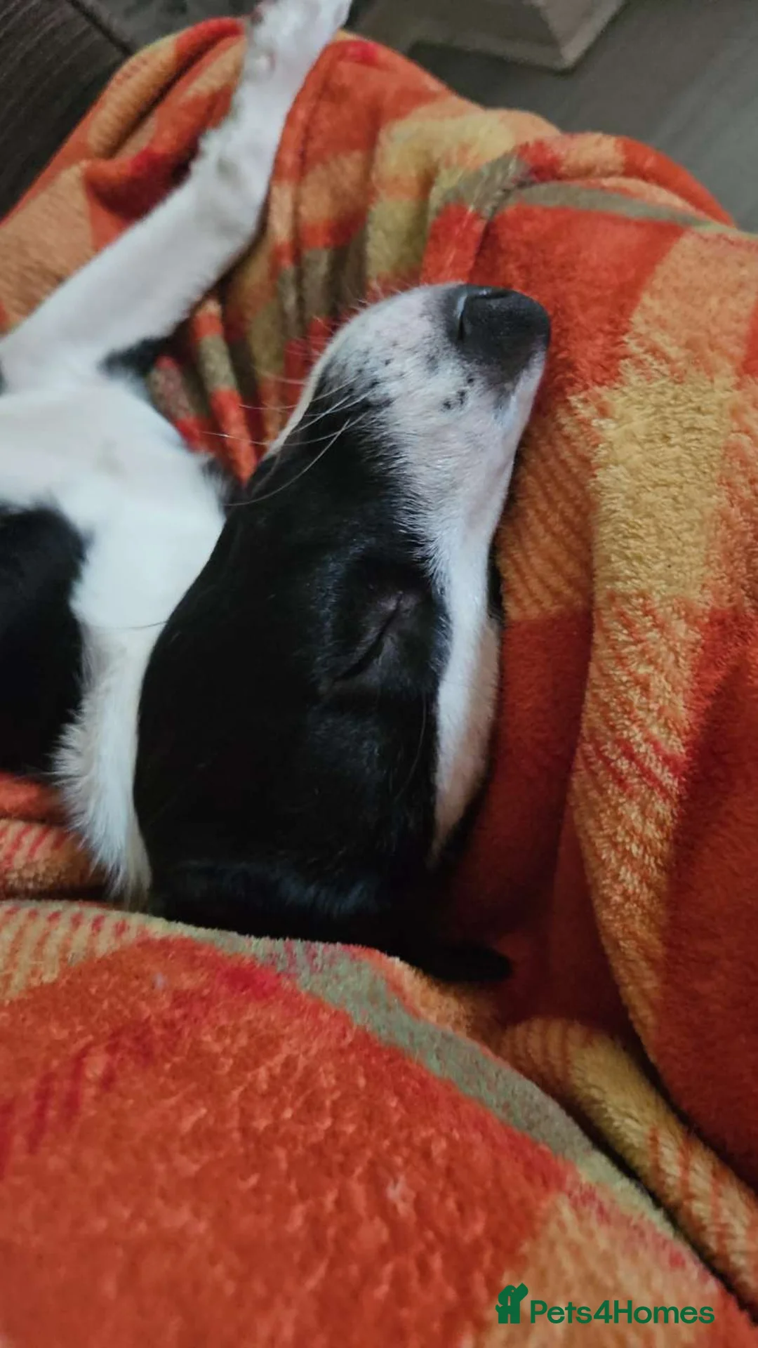Border Collie dogs for sale: Border collie - Advert 3
