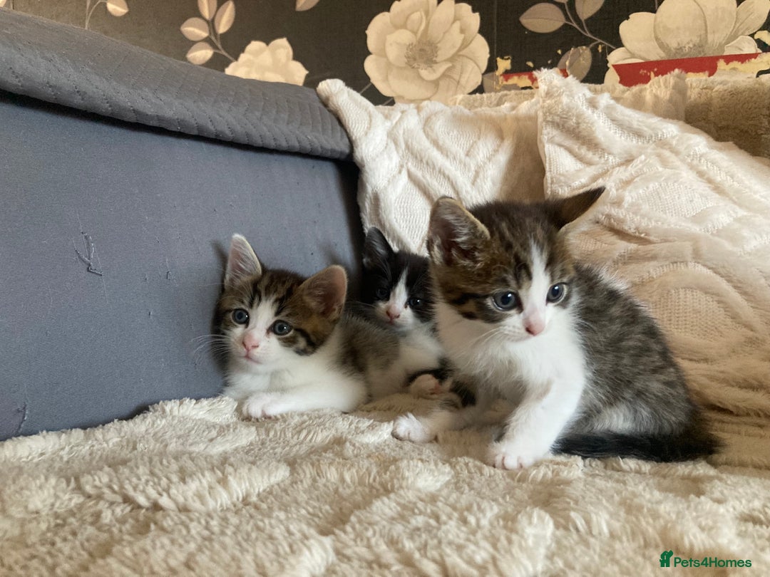 Mixed Breed cats for sale: Sweet Kittens  - Image 11