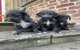 Bedlington Terrier dogs for sale: Fantastic F1 Bedlington x Whippet Puppies  - Image 10
