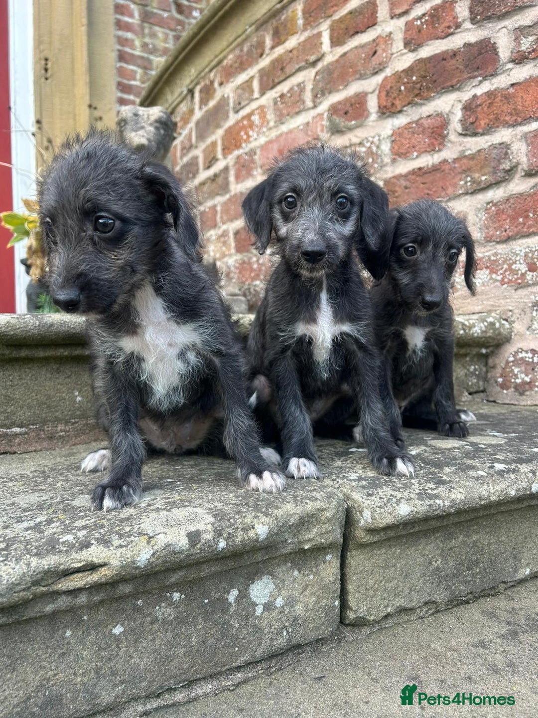 Bedlington Terrier dogs for sale: Fantastic F1 Bedlington x Whippet Puppies  - Image 10