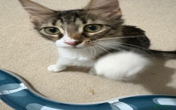 Mixed Breed cats for adoption: 🌸 From Survivors to Soulmates – Adopt Alba & Bogo - Image 13