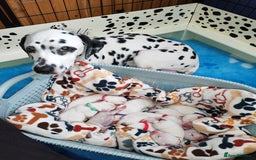 Dalmatian dogs for sale: Kc registered dalmatians  - Image 3