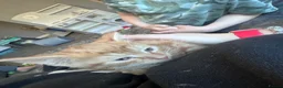 Mixed Breed cats for sale: Male kitten  - Advert 1