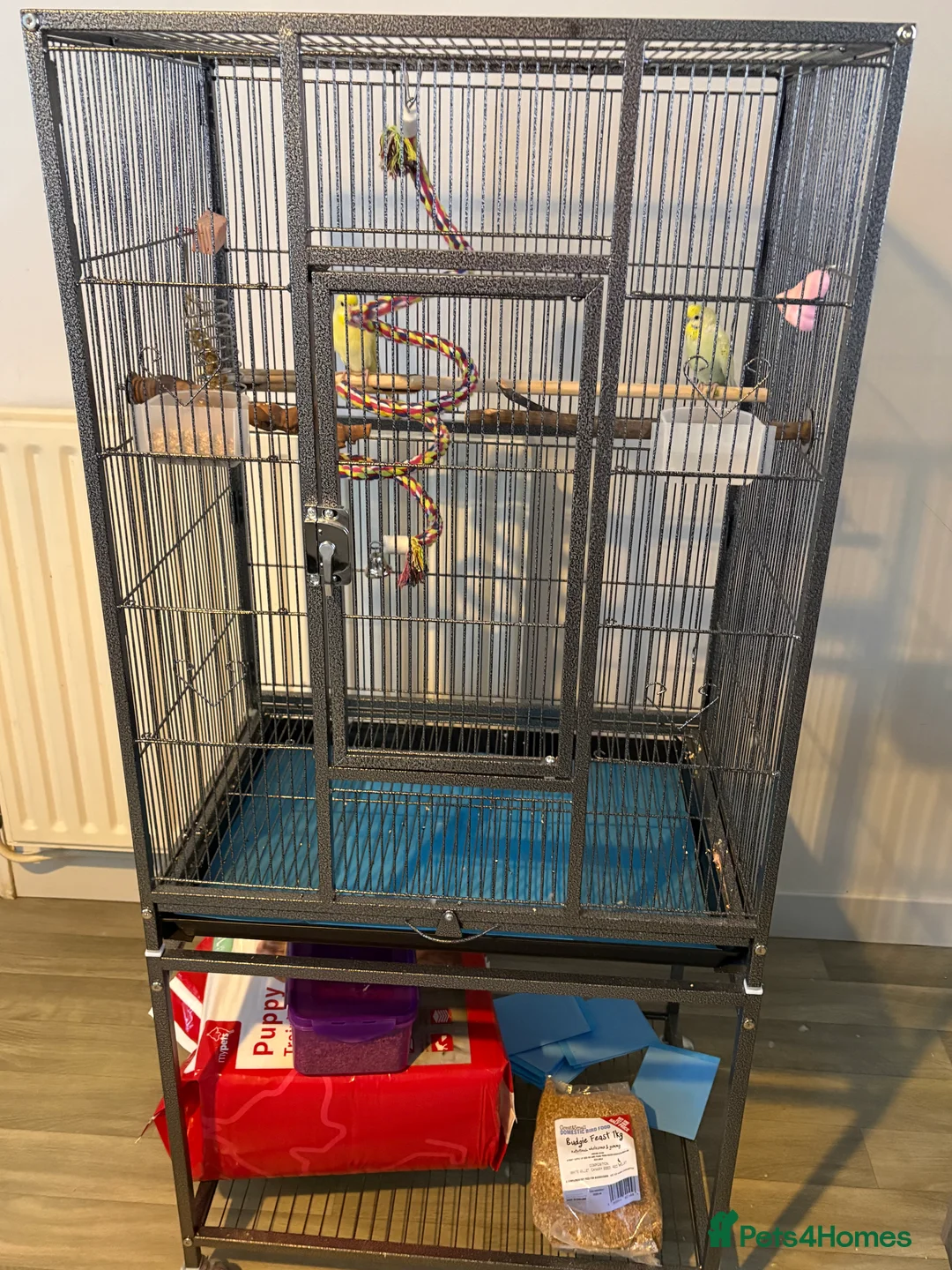 Budgerigars birds for sale: Male and female bonded pair with set up  - Advert 5