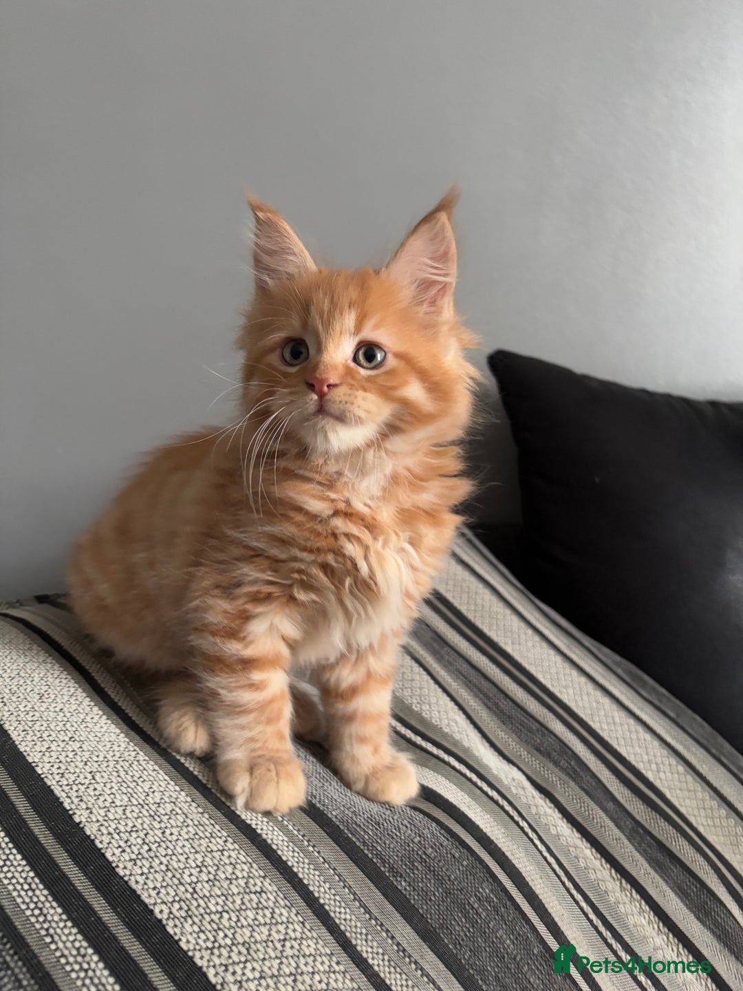 Maine Coon cats for sale: Maine coon and maine coon cross kittens ready.  - Image 11