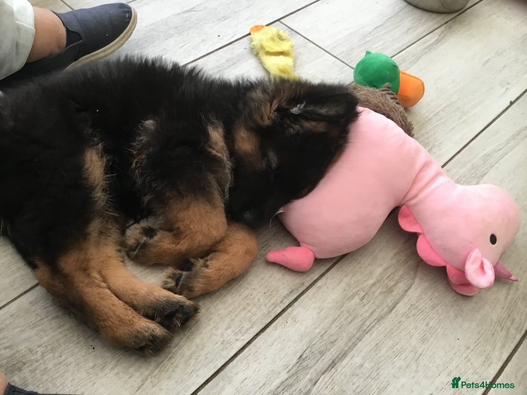 German Shepherd dogs for sale: 12 weeks German Shepard  - Image 15