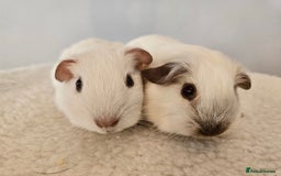 Guinea Pig rodents for sale: Bonded pairs of baby male guinea pigs  - Advert 8