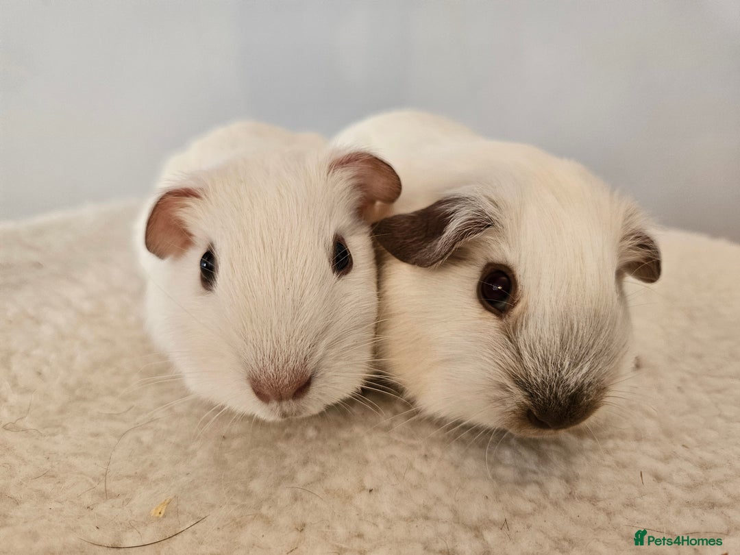 Guinea Pig rodents for sale: Bonded pairs of baby male guinea pigs  - Advert 8
