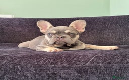 French Bulldog dogs for sale: Ready now, REDUCED 2 chocolate/lilac tan in Maidstone - Image 1